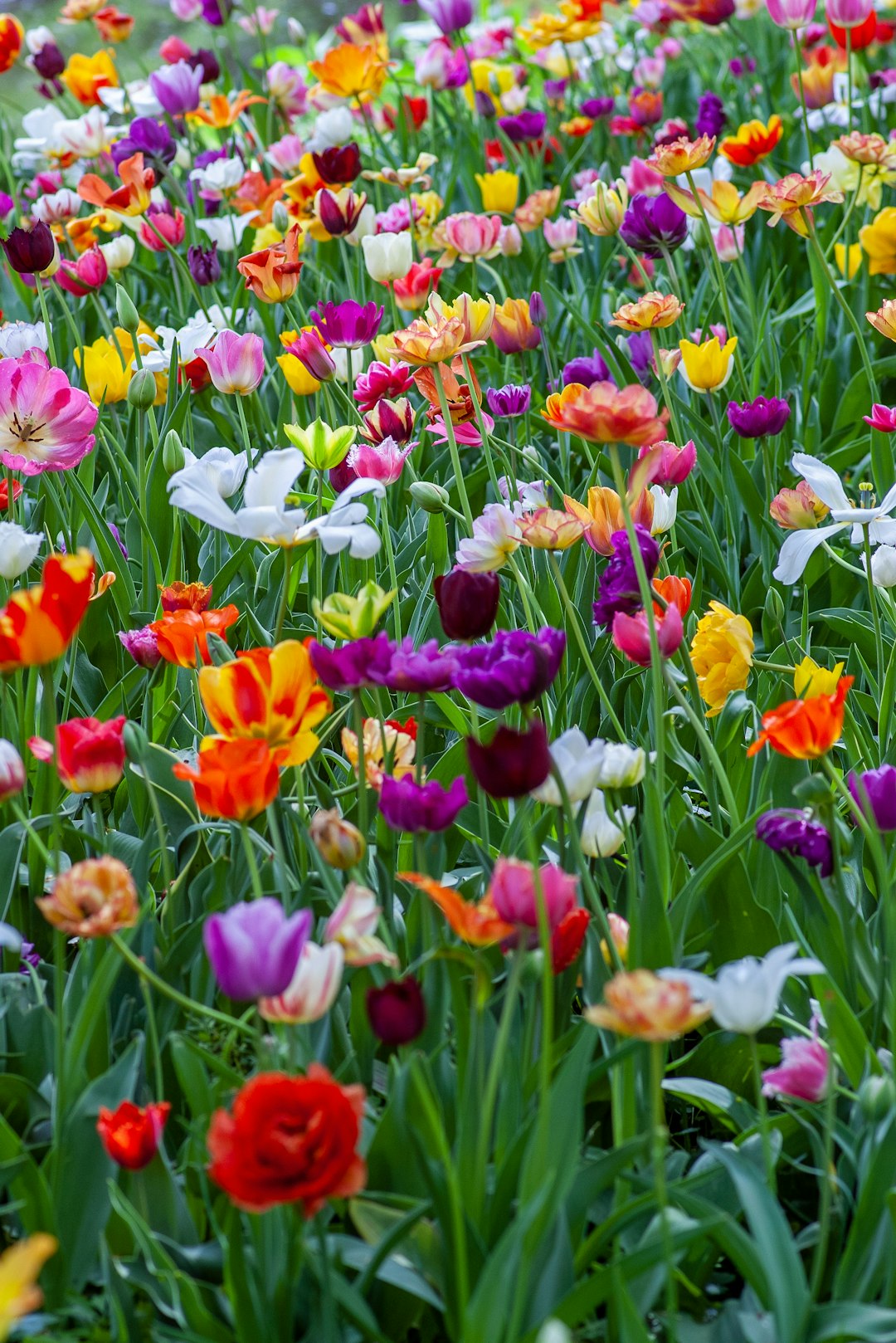 Spring Meadow Arrangement